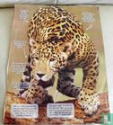 Bijzonder dier: De Jaguar - Image 2