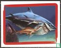 Requins - Image 1