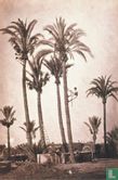 Biblioteca Nacional 'Elche (Alicante) palms and gardeners, between 1865-1870' - Afbeelding 1