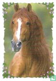 Paard