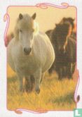 Paard