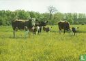 Koeien met kalfjes (1007) - Afbeelding 1