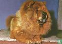 Kruger - Hond - Image 1