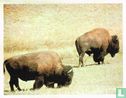 De bisons - Afbeelding 1