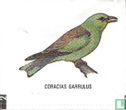 Coracias Garrulus - Image 1