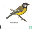Parus Major (2 L) - Bild 1