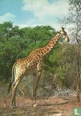 Giraffe (VN402/8) - Afbeelding 1