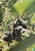 Gorilla - Rwanda. Gorilles de Montagne. Parc de Volcans - Image 1