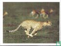 Cheeta - Image 1
