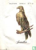 Seeadler - Image 1