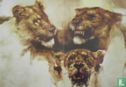 Lions - Image 1