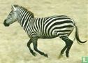 602 / zebra - Afbeelding 1
