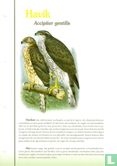 Oiseaux-Hawk - Image 2