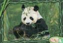 Panda - Image 1