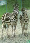 Zebra met jong (4134)  - Afbeelding 1