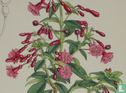 Botanische prent litho Fuchsia - Afbeelding 3