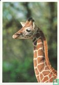 Jonge giraffe - Afbeelding 1