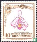 Kolumbianische Orchideen - Cattleya labiata trianae - Bild 1