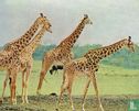 Giraffen. - Image 1