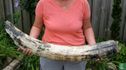 Grote Mammoet slagtand 104 cm lang 10.1 kilo - Image 1