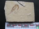 m153 Fossiele garnaal Carpopenaeus Libanon - Bild 2