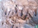 Zeer grote Mosasaurus kaken in matrix - Bild 2