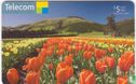Tulip Fields - Afbeelding 1
