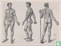 De anatomie van mensch en dier - Image 2