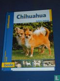 Chihuahua - Image 1