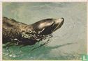 Californische zeeleeuw - Afbeelding 1