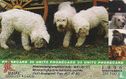 Hungarian Dogs - Komondor - Image 2