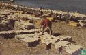 Drying salt fish Nova Scotia - Image 1