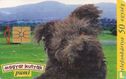Hungarian Dogs - Pumi - Image 1