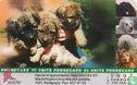 Hungarian Dogs - Pumi - Image 2
