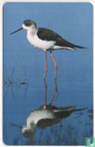 Black-winged Stilt