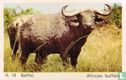 African buffalo - Image 1