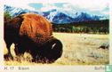 Buffalo