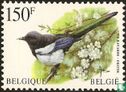 Eurasian magpie - Image 1