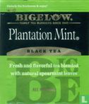 Plantation Mint [r]  - Afbeelding 1