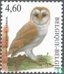 Barn owl - Image 1