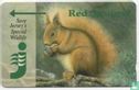 Red Squirrel - Image 1