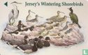 Jersey’s Wintering Shorebirds - Bild 1