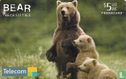 Grizzly Bear (Ursus Arctos) - Afbeelding 1
