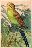 Kleine langstaart-papegaai / Perruche - Image 1