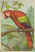 Ara macao papegaai / Perroquet ara macao - Afbeelding 1