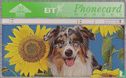 Spring In The Air - Dog & Sunflowers - Afbeelding 1