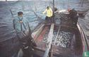 Early morning unloading of fish traps shore of Provincetown - Bild 1