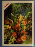 Guadeloupe: Fleurs Tropicales - Image 1