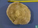 Corail champignon - Afbeelding 2