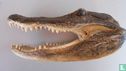 Alligator mississippiensis - Bild 1